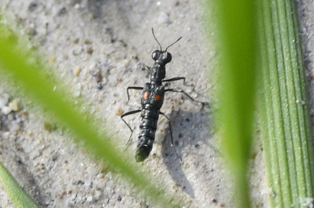 Dianous coerulescens?  No, Stenus (Stenus) comma aeneiceps